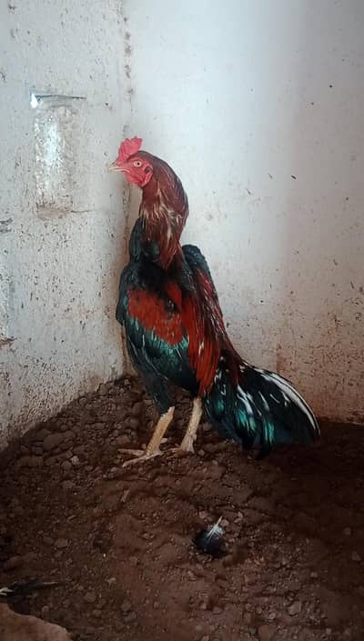 pakistani Aseel