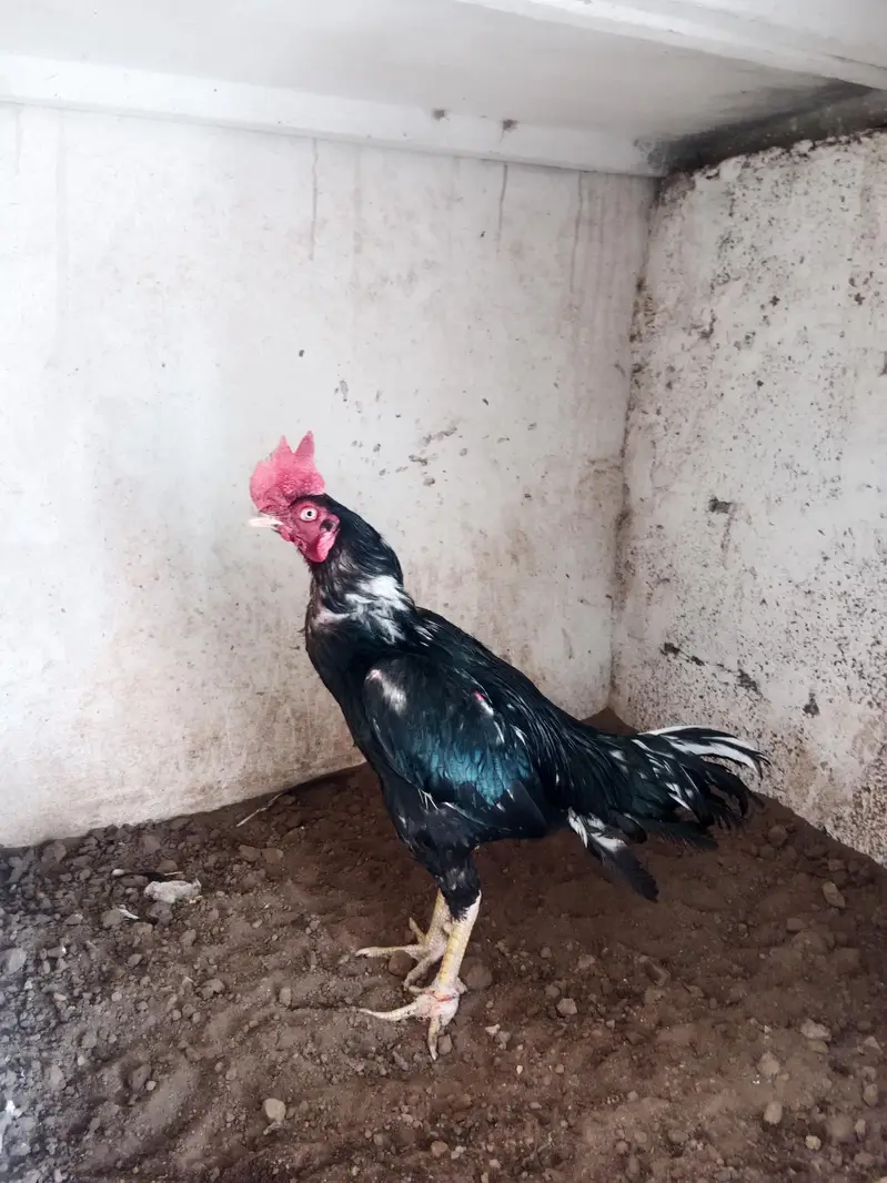 pakistani Aseel — photo 2