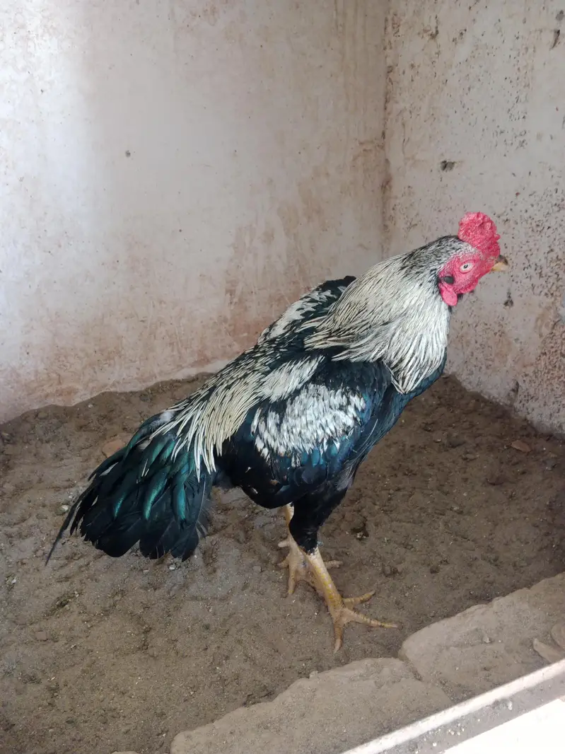 pakistani Aseel — photo 4
