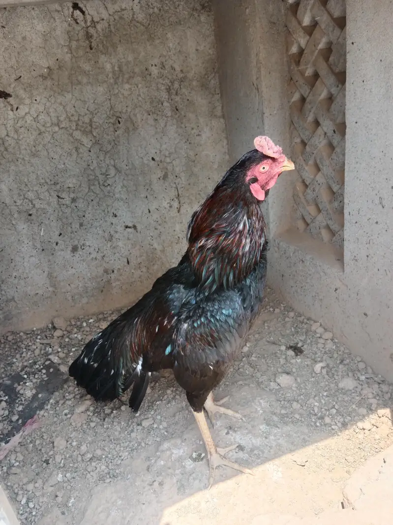 pakistani Aseel — photo 5