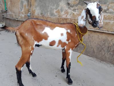 bakri for sale 03331742220