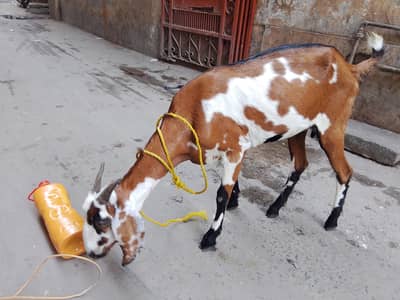 bakri for sale 03331742220