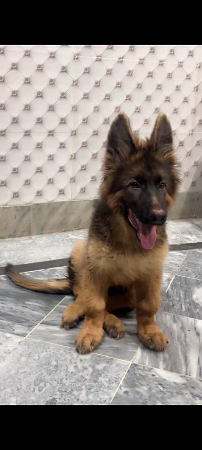 Very good quality Shepherd