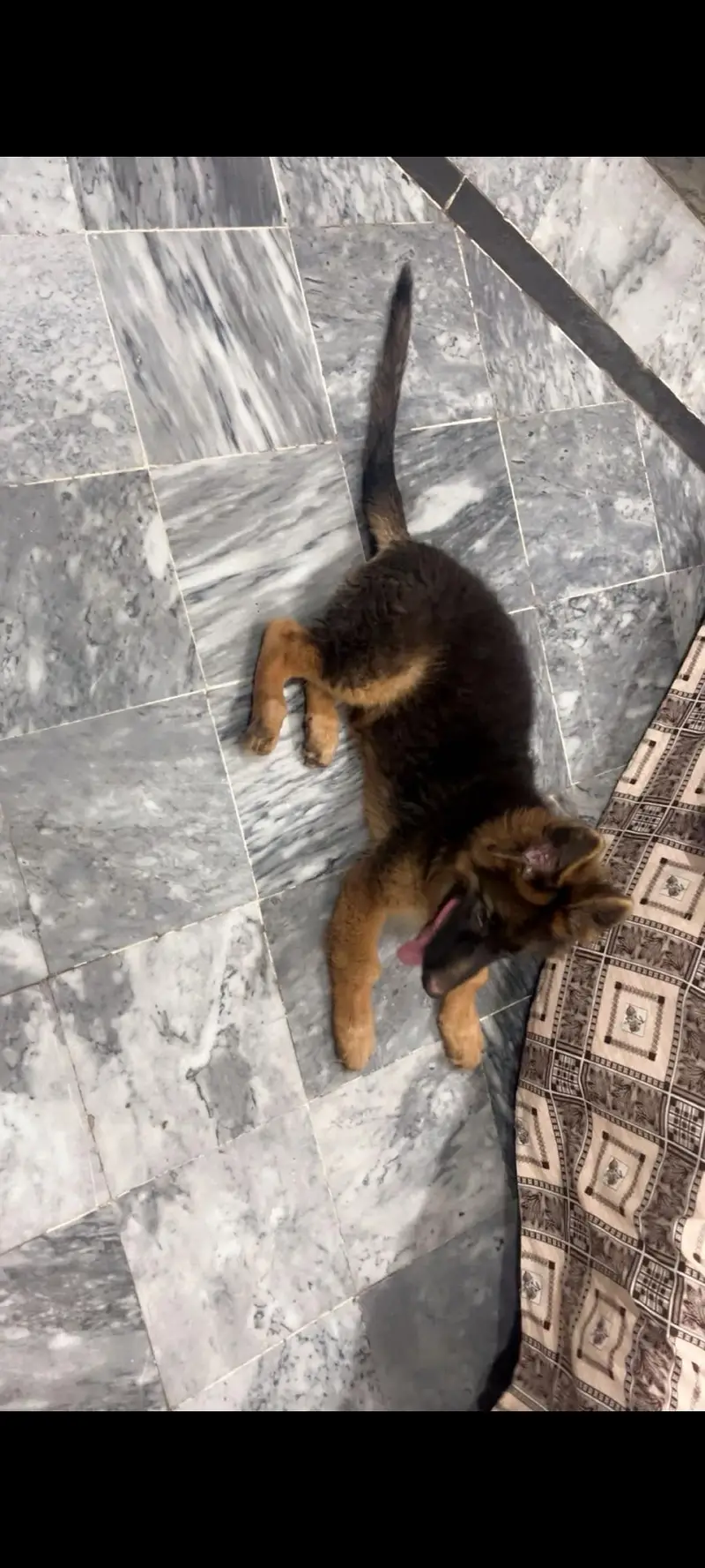 Very good quality Shepherd — photo 2