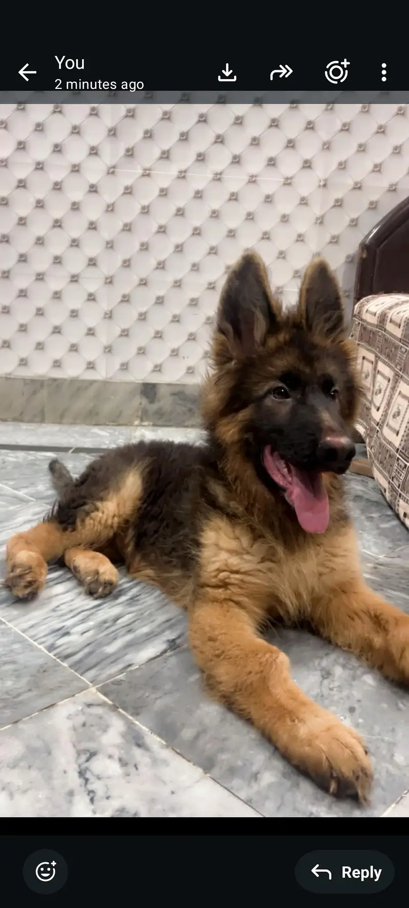 Very good quality Shepherd — photo 3