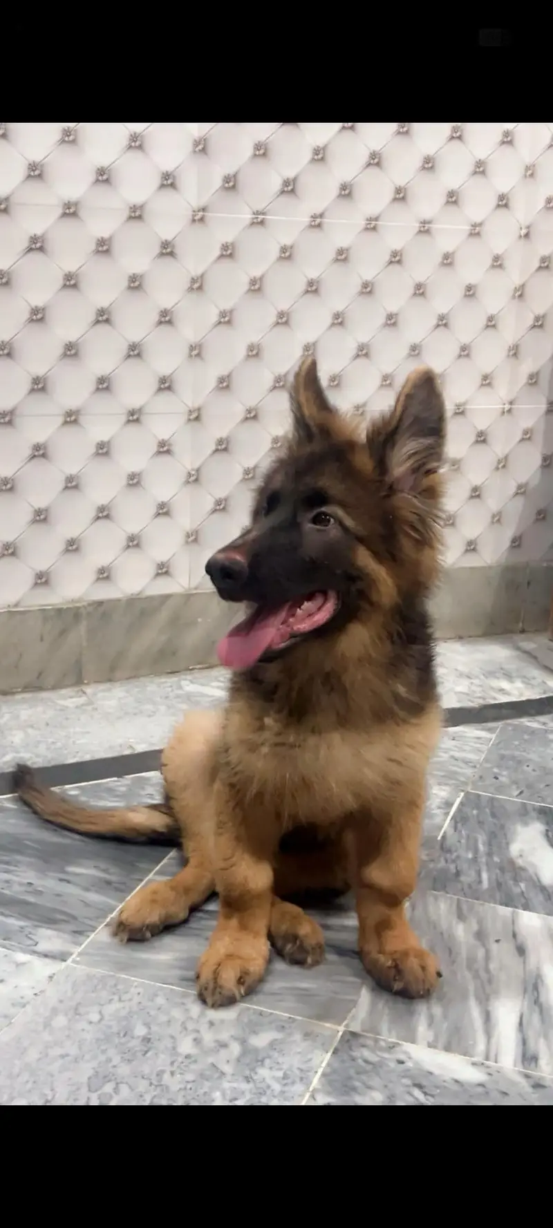 Very good quality Shepherd — photo 4
