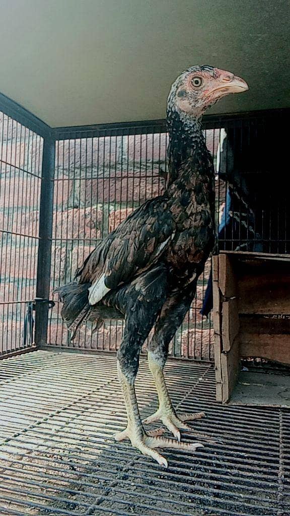 chicks 0