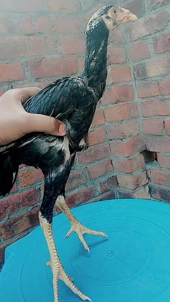 chicks — photo 4