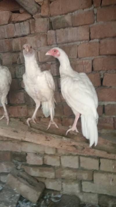 Heera aseel payeyan for sale in Rawalpindi