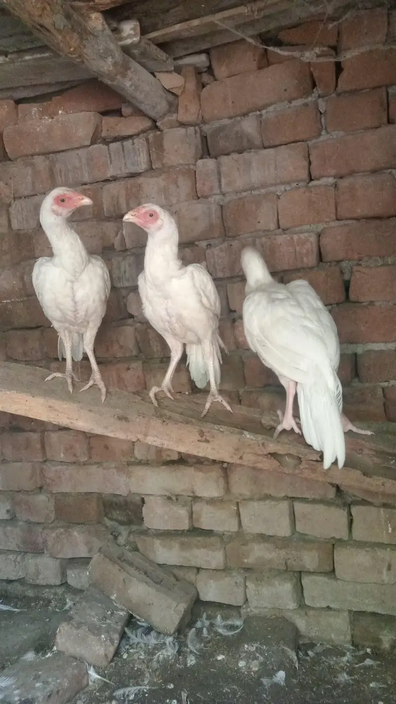 Heera aseel payeyan for sale in Rawalpindi — photo 2