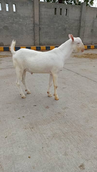 tadda pure for sale