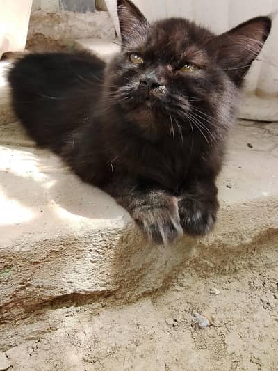 Persian cat triple coated