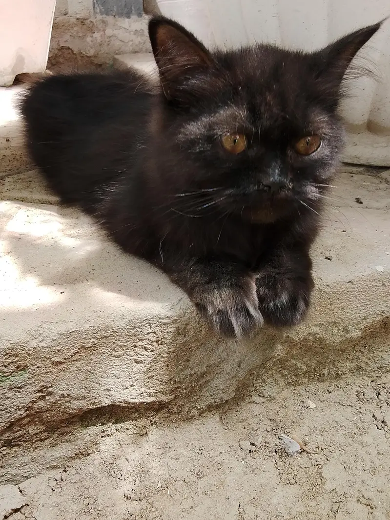 Persian cat triple coated — photo 2