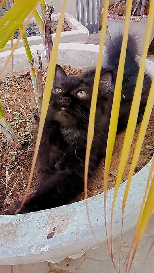 Persian cat triple coated — photo 3