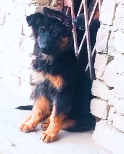 German Shepherd Long coated female for sale