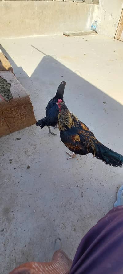 aseel sandhi pair 1 st breed with chick's