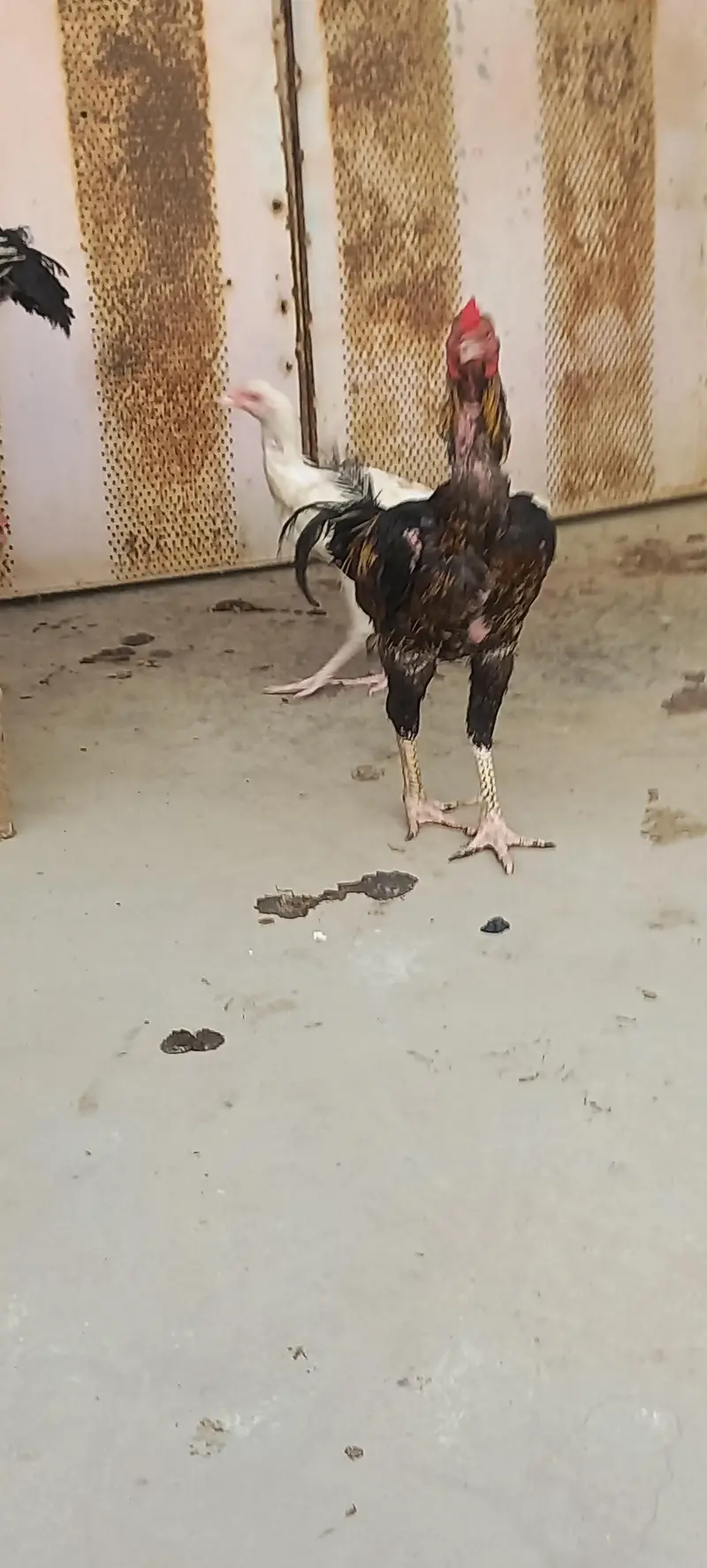 aseel sandhi pair 1 st breed with chick's — photo 2