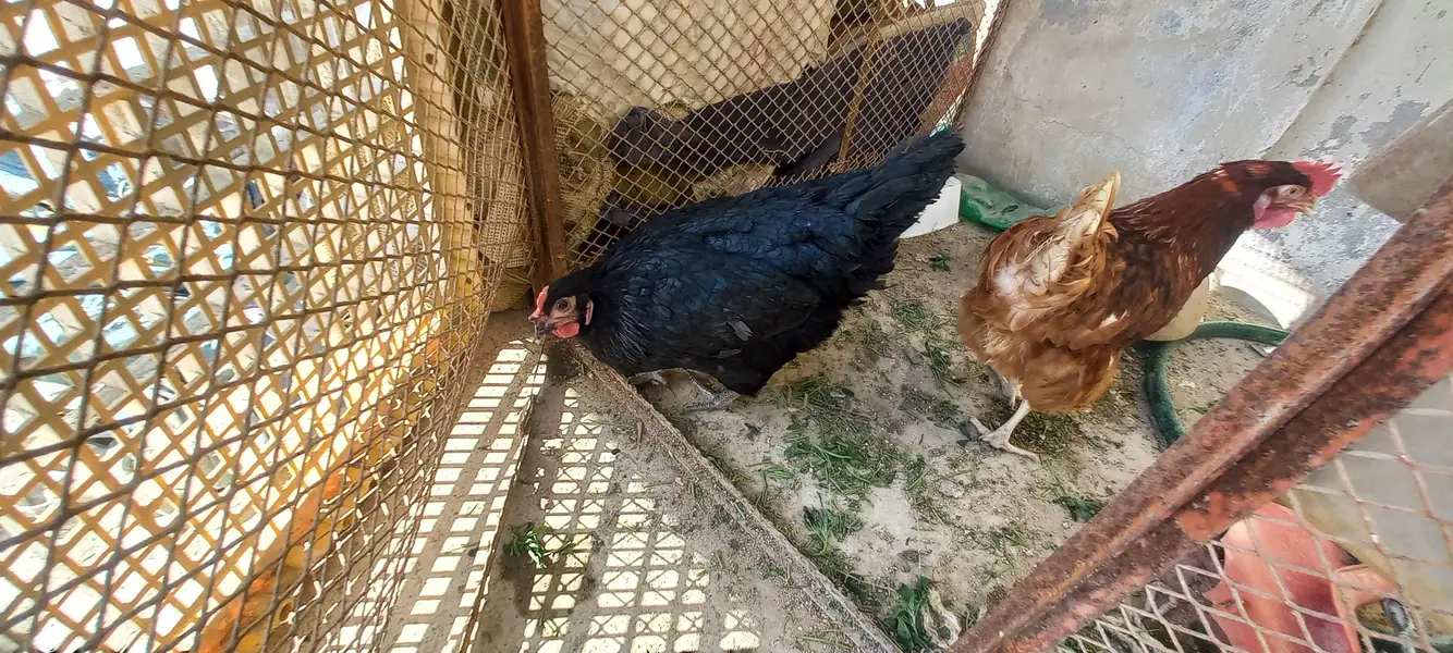 aseel sandhi pair 1 st breed with chick's — photo 3