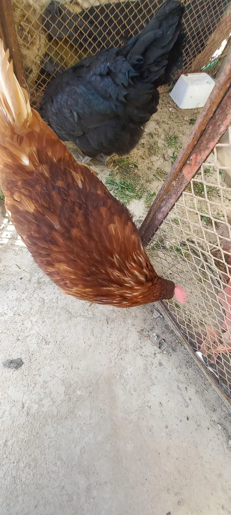 aseel sandhi pair 1 st breed with chick's — photo 4