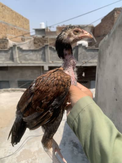 Lakha/ mushka/ aseel