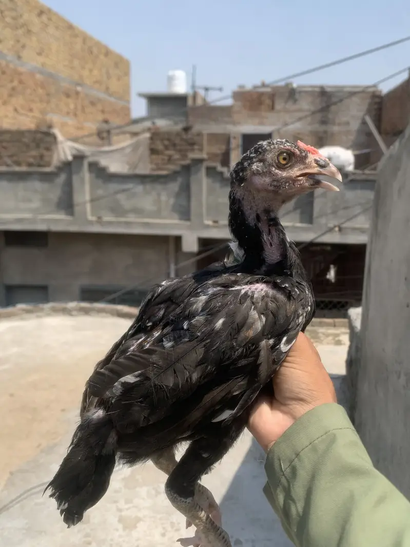 Lakha/ mushka/ aseel — photo 2