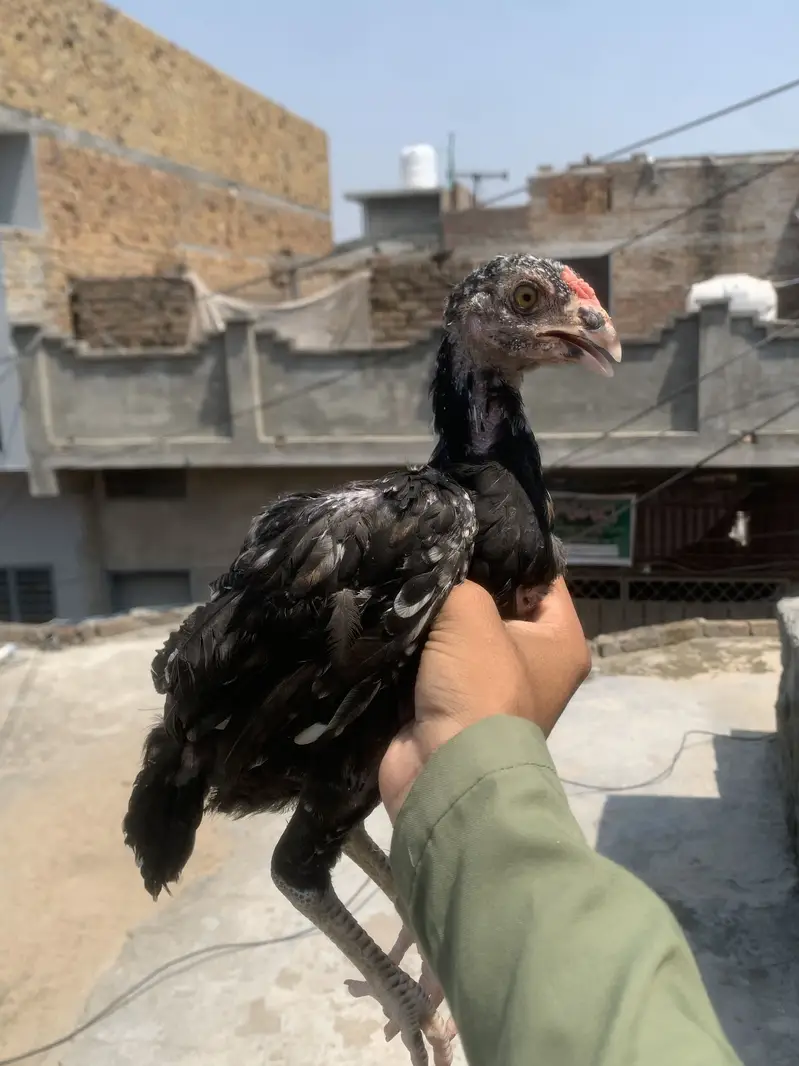 Lakha/ mushka/ aseel — photo 5