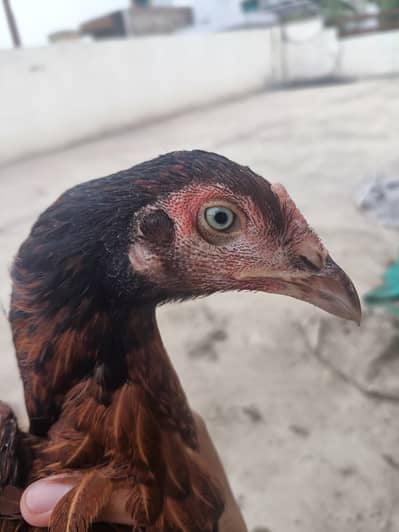 PURE ASEEL HEN FOR URGENT SALE