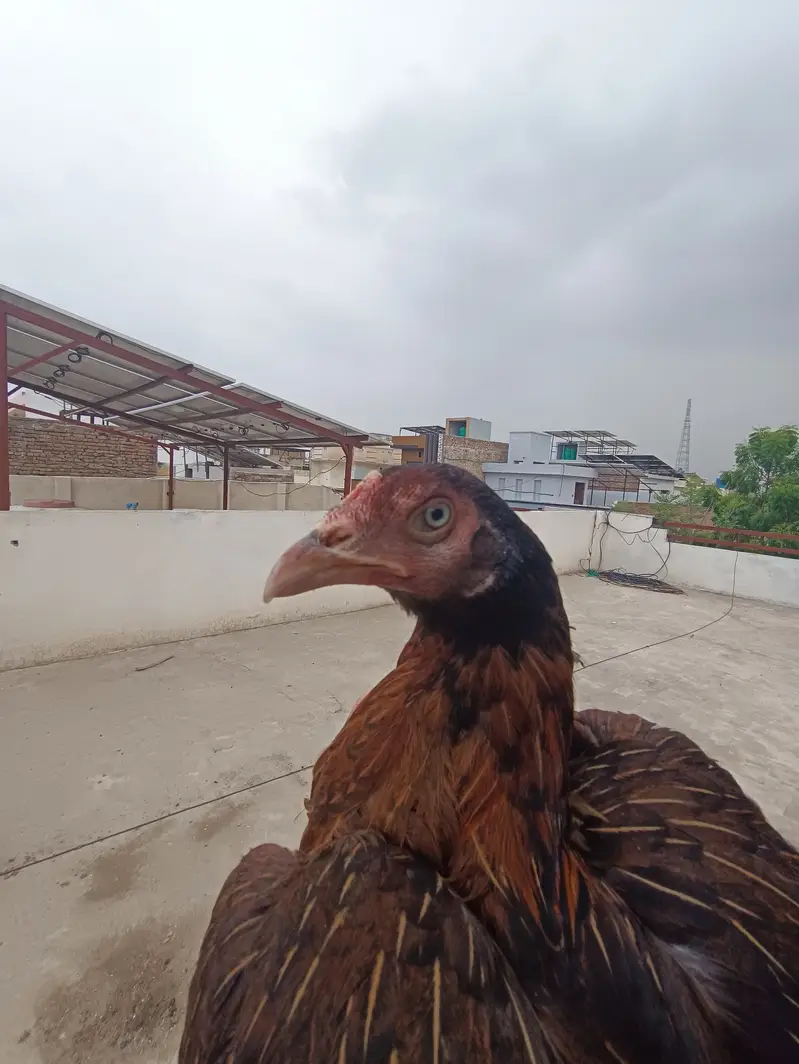 PURE ASEEL HEN FOR URGENT SALE — photo 2