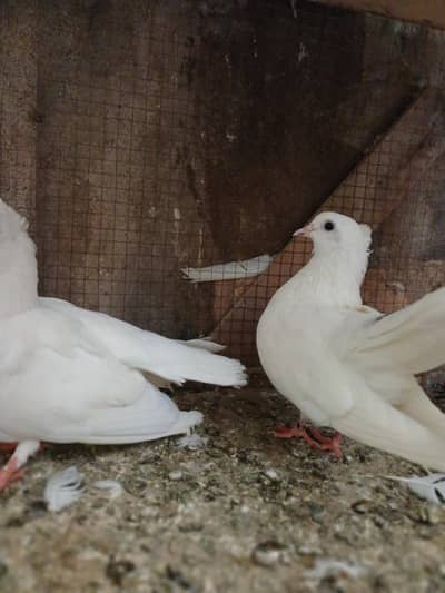 Complete Pigeon Setup for Sale (with cage) (06 pigeons)