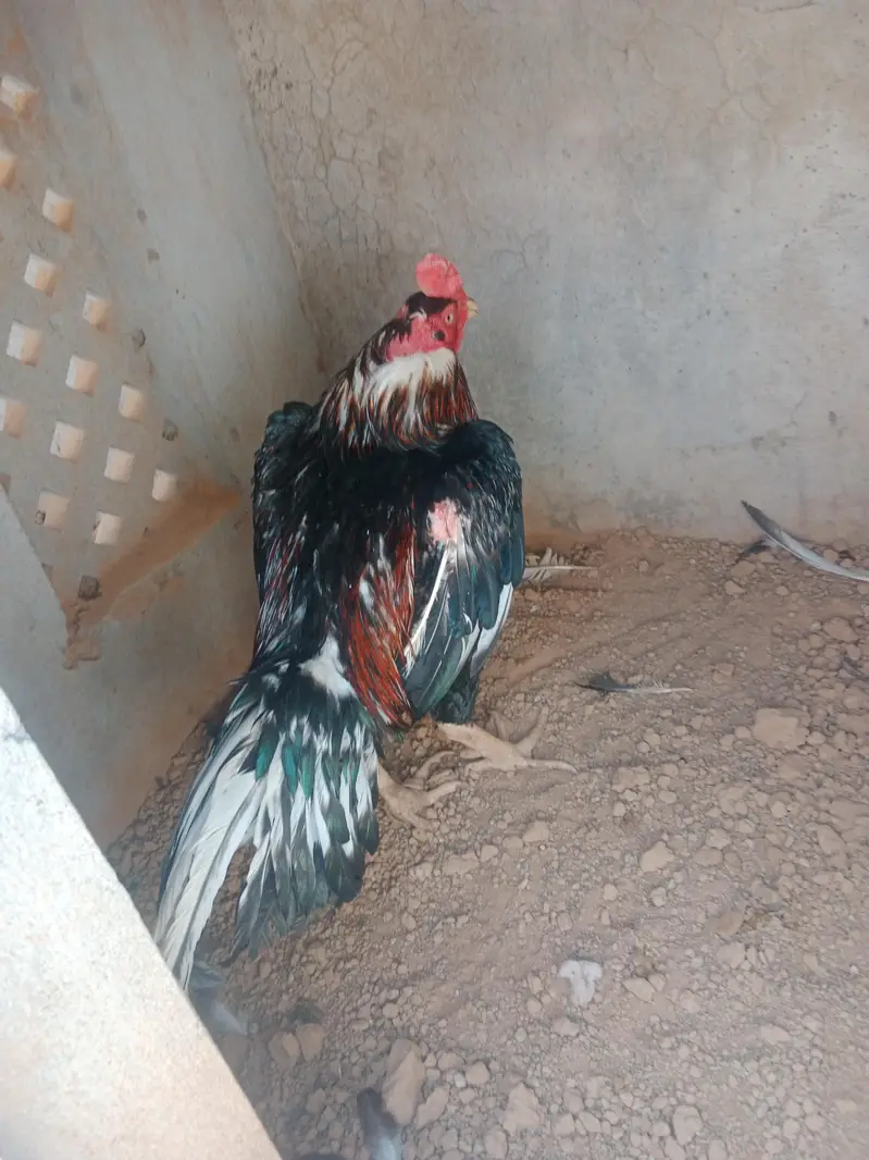 pakistani Aseel — photo 6