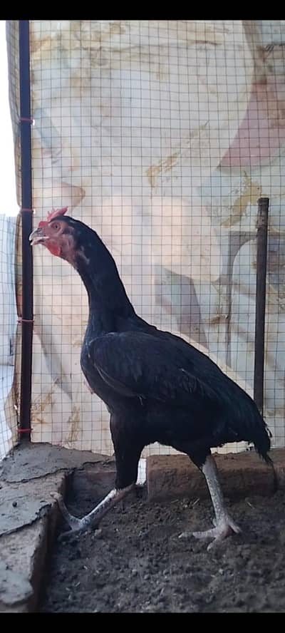 Top Quality Bengum female available