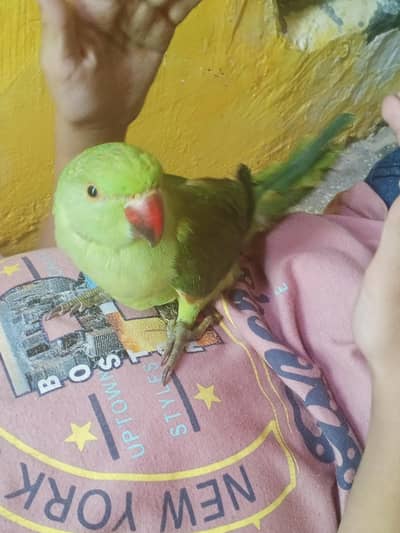 ringneck parrot