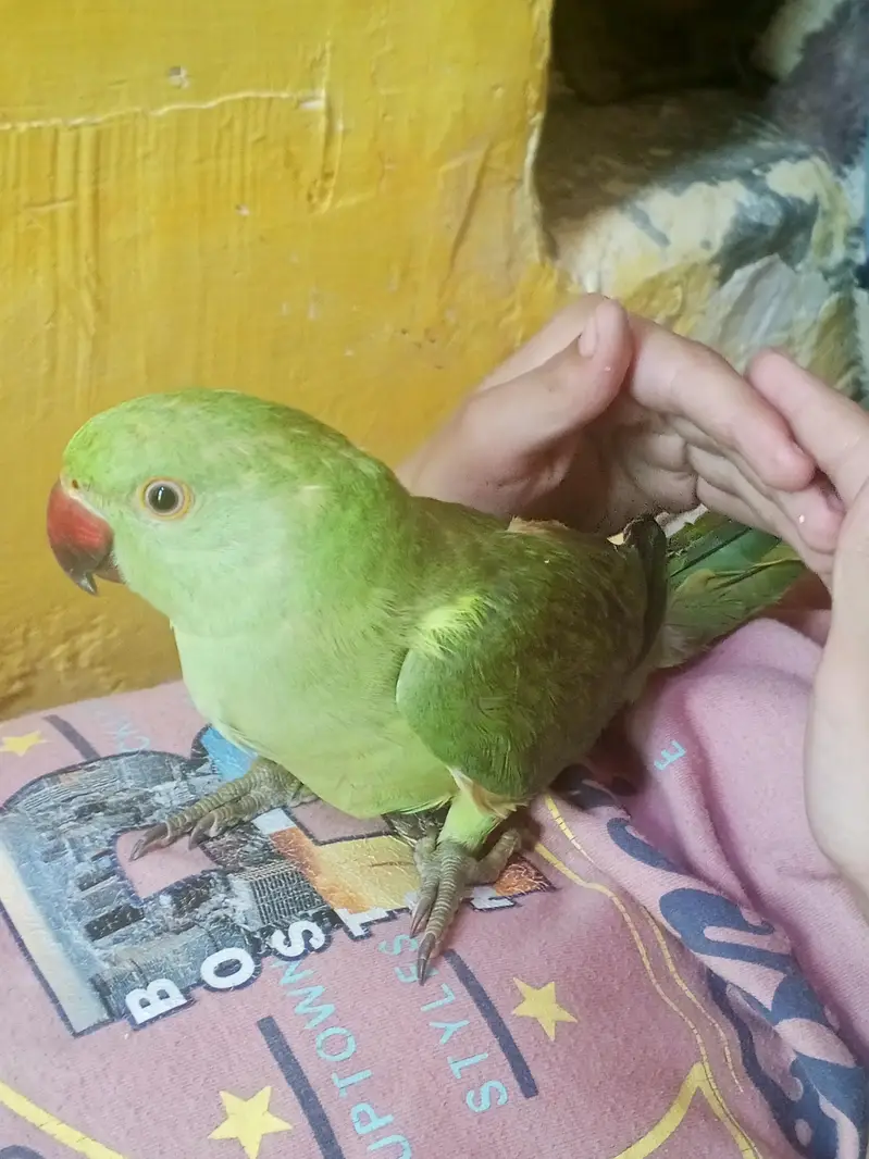 ringneck parrot — photo 2