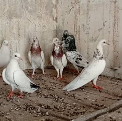 Patti wale breeder kabooter urgent for sale .
