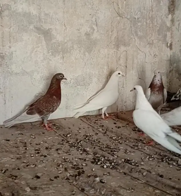 Patti wale breeder kabooter urgent for sale . — photo 2
