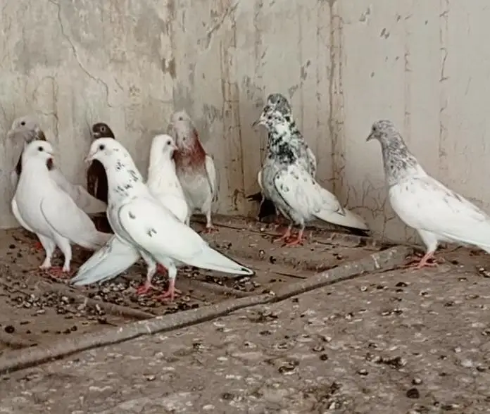 Patti wale breeder kabooter urgent for sale . — photo 4