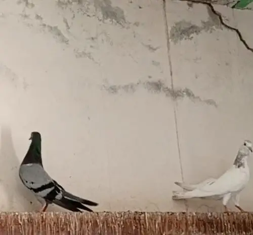 Patti wale breeder kabooter urgent for sale . — photo 5