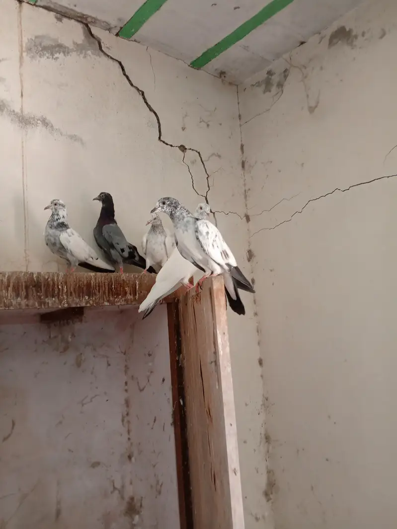 Patti wale breeder kabooter urgent for sale . — photo 6