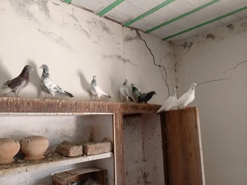 Patti wale breeder kabooter urgent for sale . — photo 7