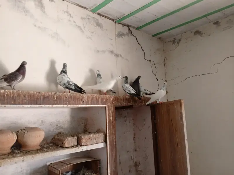 Patti wale breeder kabooter urgent for sale . — photo 10