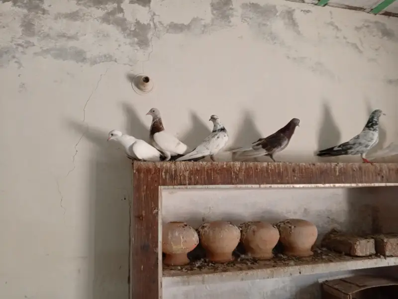 Patti wale breeder kabooter urgent for sale . — photo 11