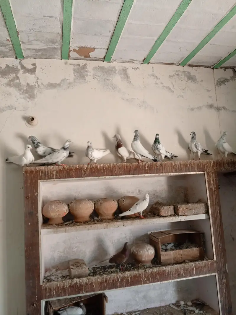 Patti wale breeder kabooter urgent for sale . — photo 12