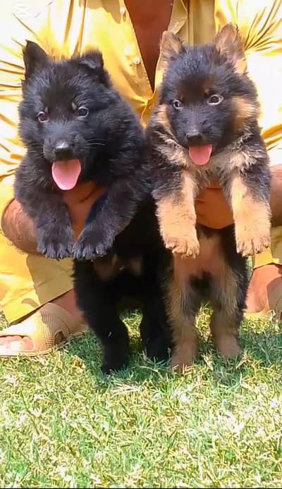 top quality German Shepherd puppies for sale