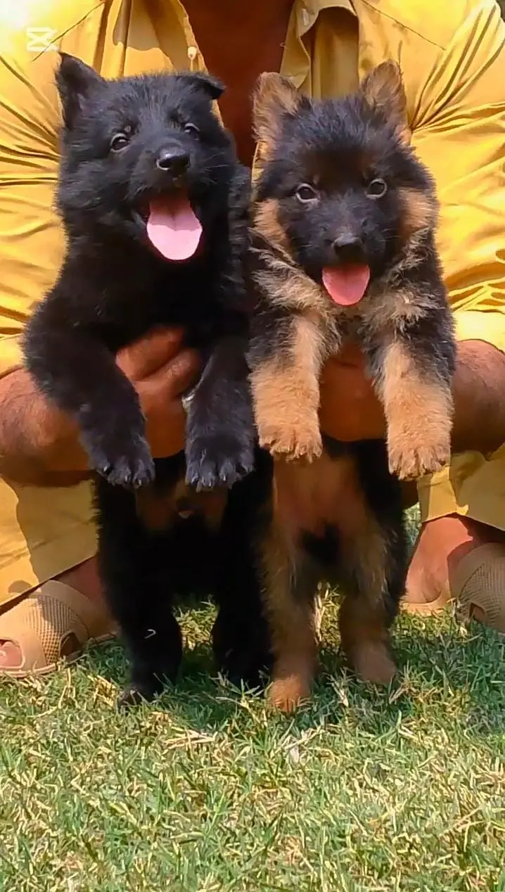 top quality German Shepherd puppies for sale — photo 2