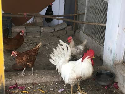 دیسی انڈے دینے والیاں مرغیاں پورا سیٹ