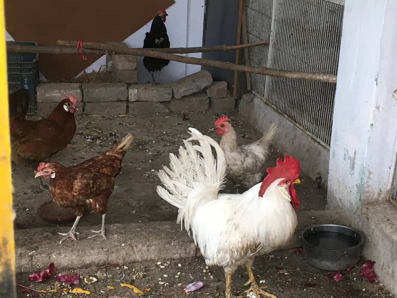 دیسی انڈے دینے والیاں مرغیاں پورا سیٹ 0