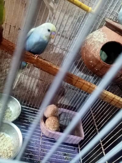 beautiful parrot weight color