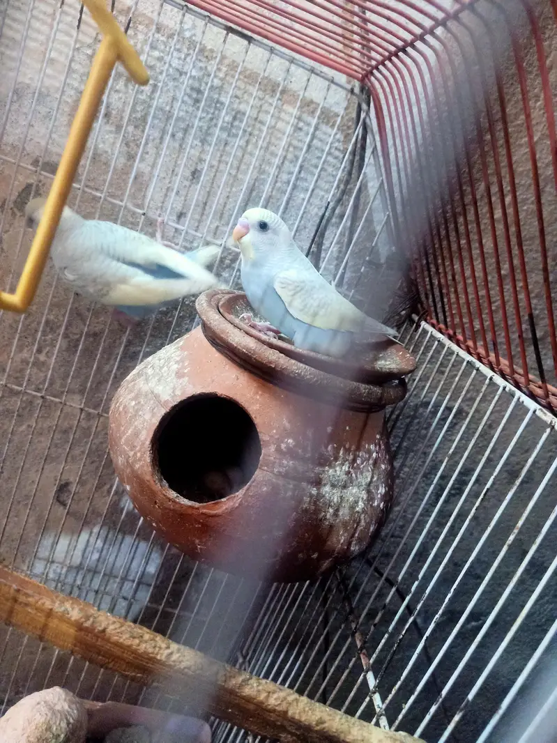 beautiful parrot weight color — photo 2