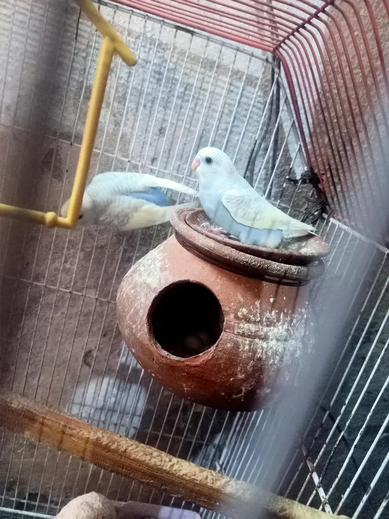 beautiful parrot weight color — photo 3