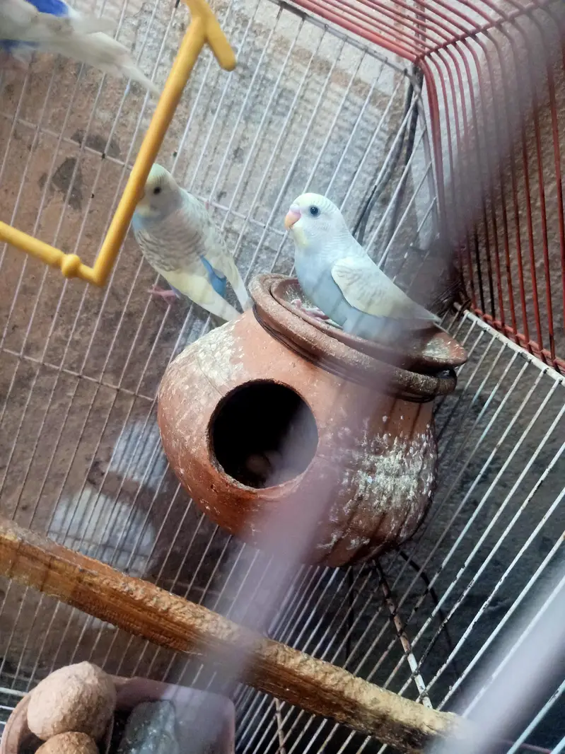 beautiful parrot weight color — photo 4